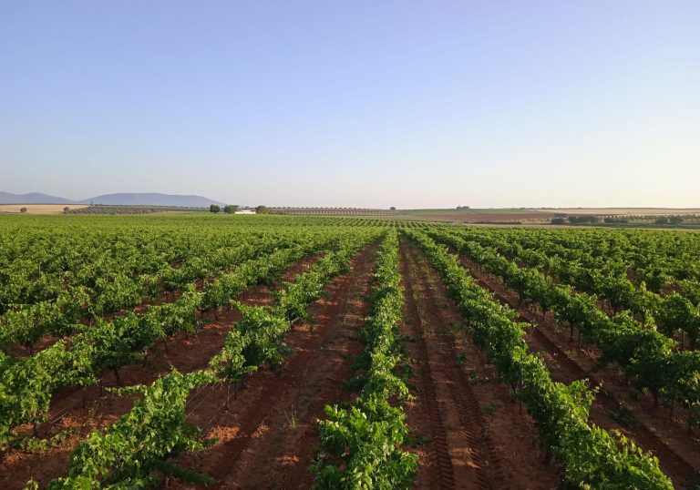 Viñedos de El Señorío de Quevedo